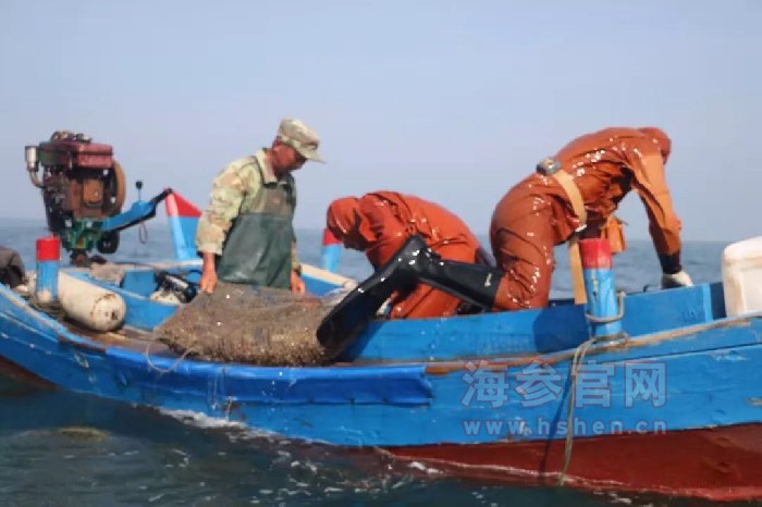 海参捕捞过程