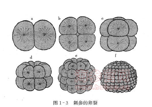 刺参的卵裂