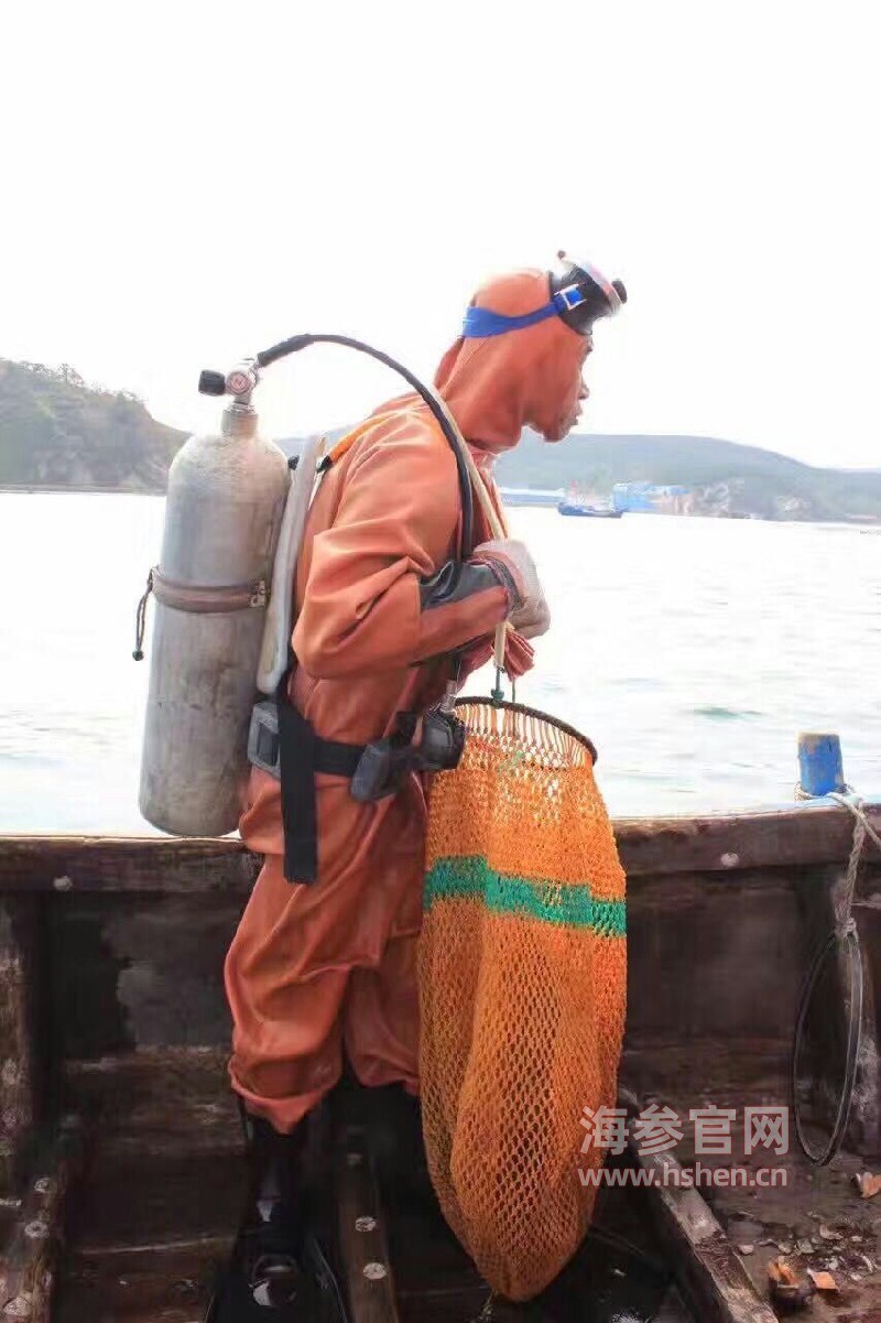 捕捞海参的人