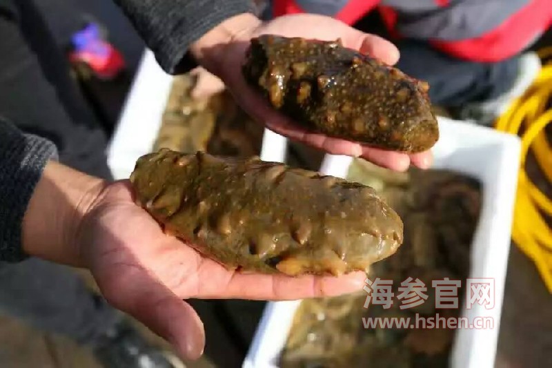 海参捕捞