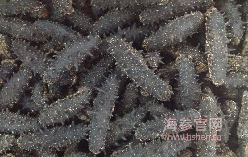 糖干海参 加糖浸泡晾干的海参