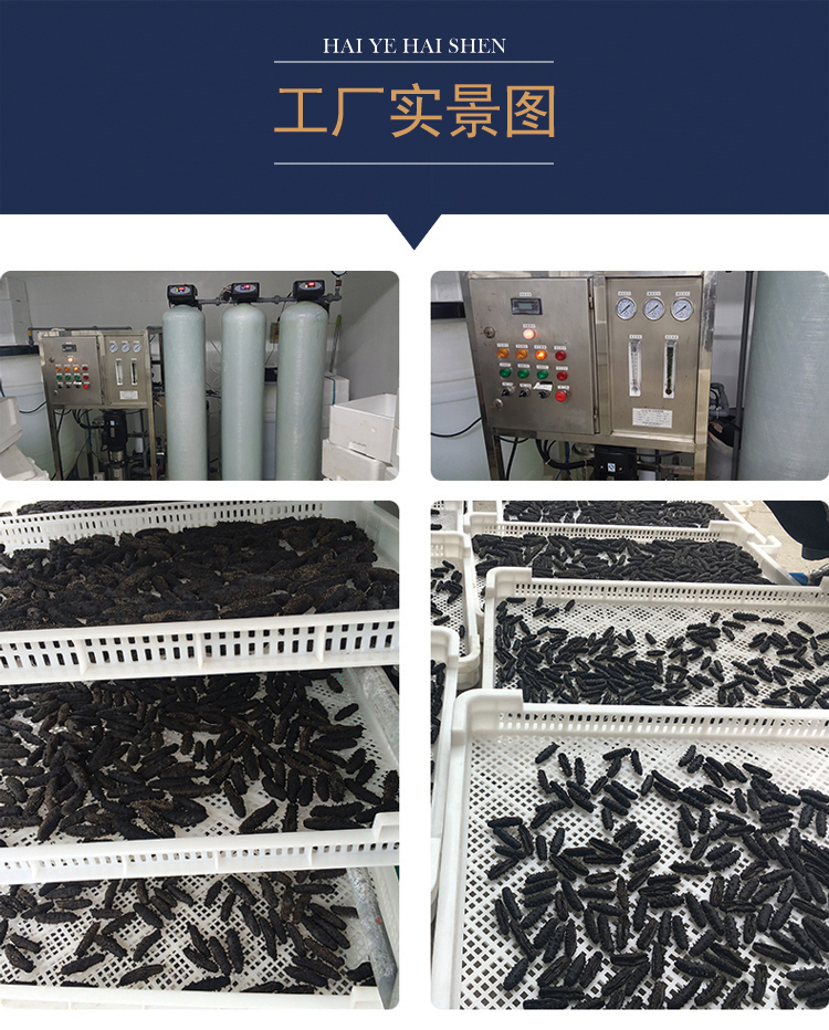 单只淡干海参高清图片