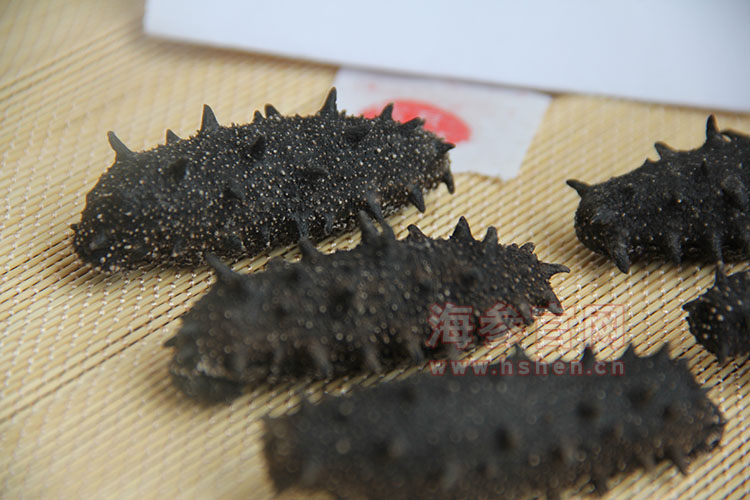 大连辽波湾野生海参高清图片