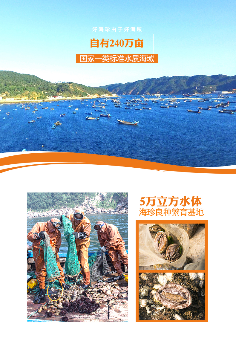 鲍鱼头数大小尺寸