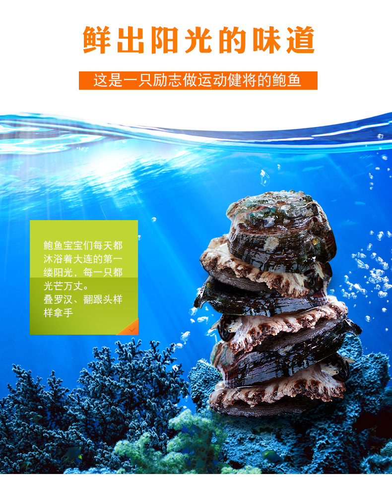 鲍鱼品相细节