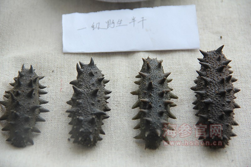 大连拉缸盐海参