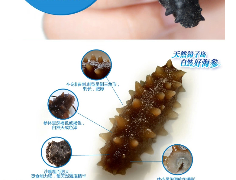 獐子岛海参泡发后的样子