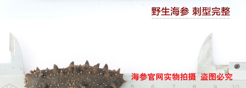 大连纯淡干海参拍摄10
