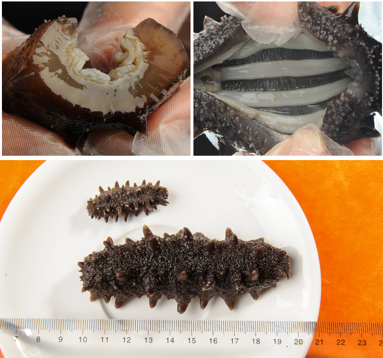 大连东泽海参实拍照片6