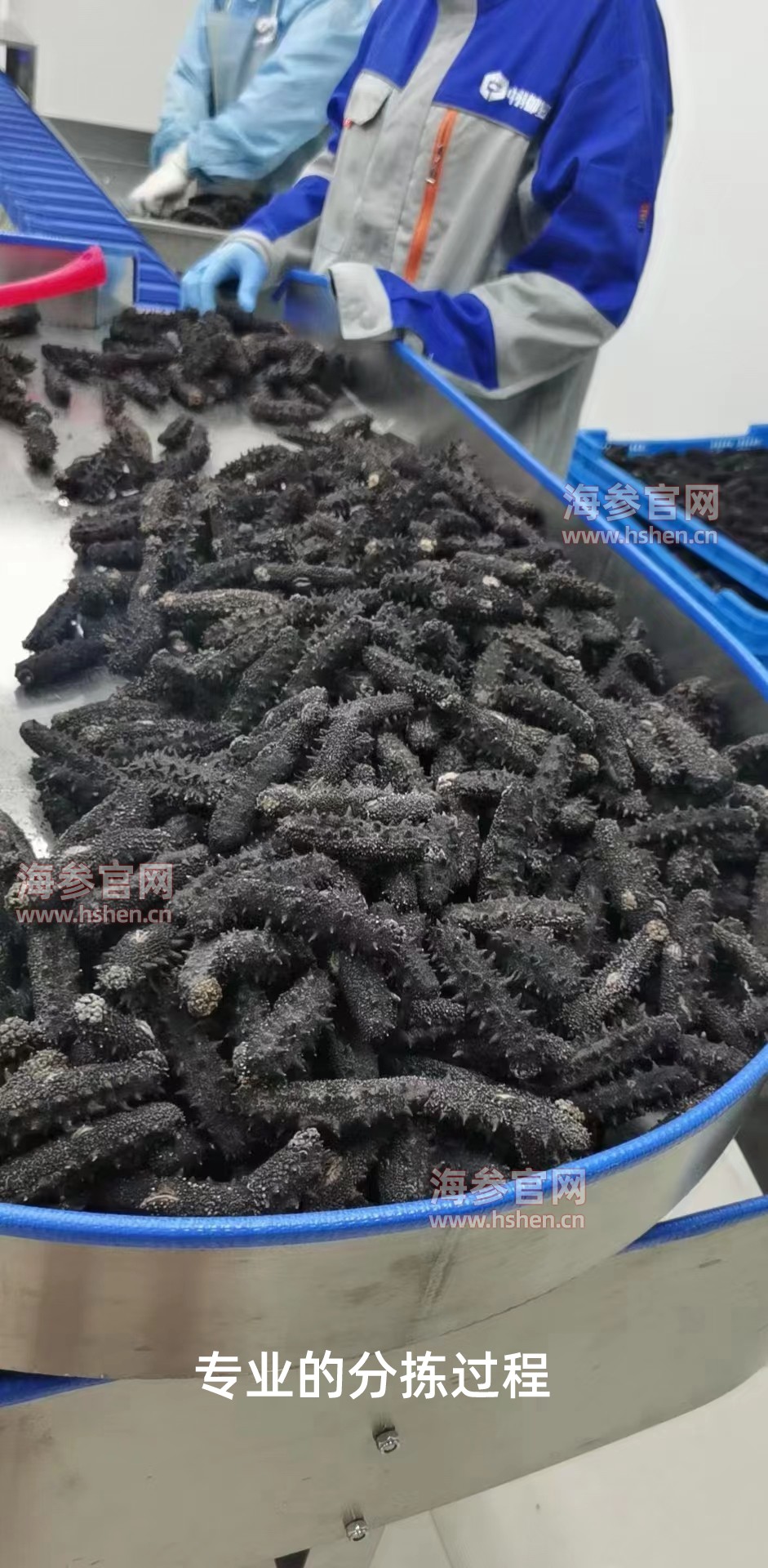 海参加工分拣过程