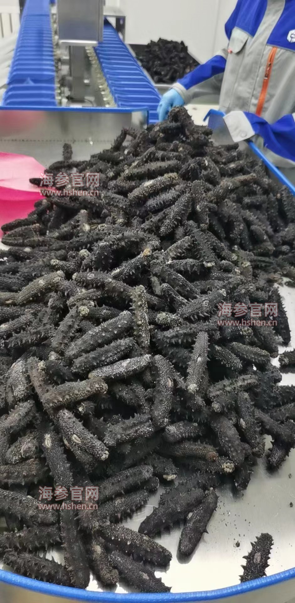 海参加工分拣过程2