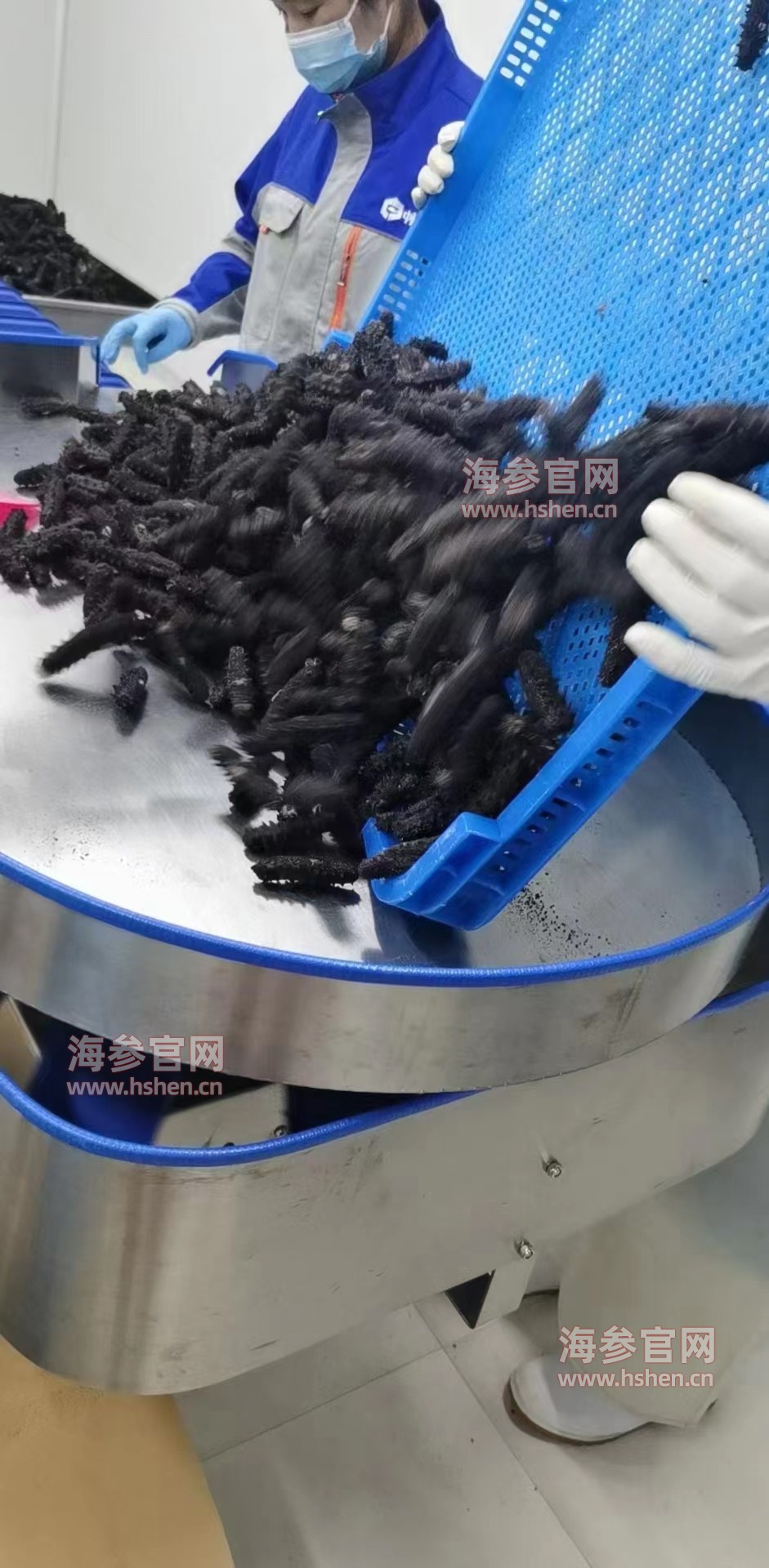 海参加工分拣过程3