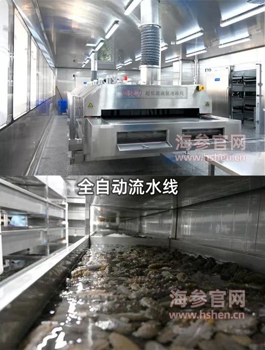 全自动流水线海参加工流程，每天大量出货