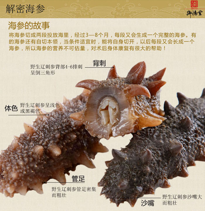 御鸿堂淡干海参结构解析图